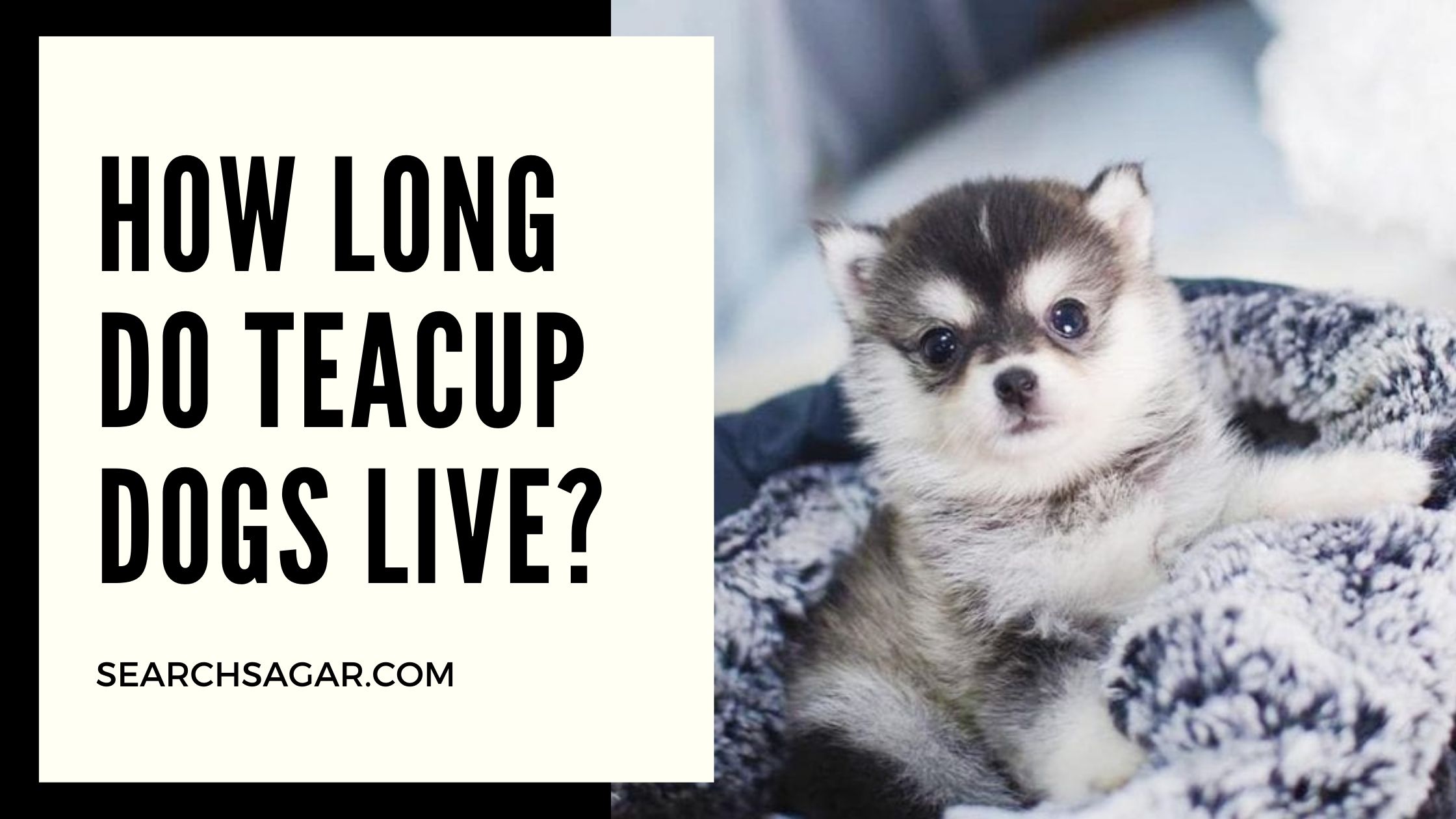 How Long Do Teacup Dogs Live Search It We Ll Get It For You