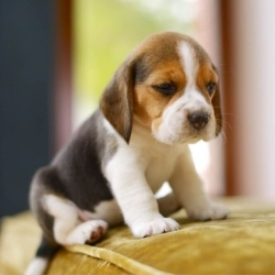 Teacup Beagle