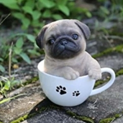 Teacup Pug
