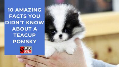 Photo of 10 AMAZING FACTS YOU DIDN’T KNOW ABOUT A TEACUP POMSKY