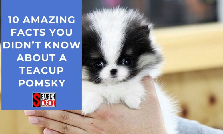 10 AMAZING FACTS YOU DIDN’T KNOW ABOUT A TEACUP POMSKY