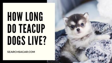 Photo of How long do teacup dogs live?