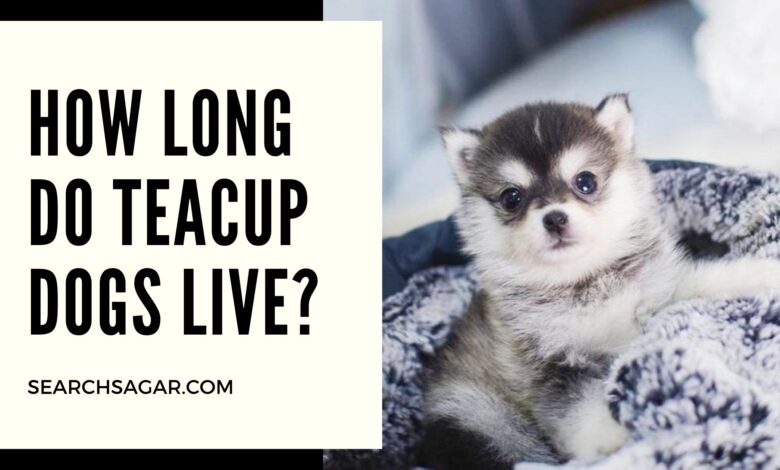 How long do teacup dogs live