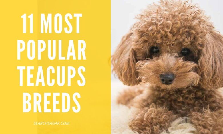 11 Most Popular Teacups Breeds