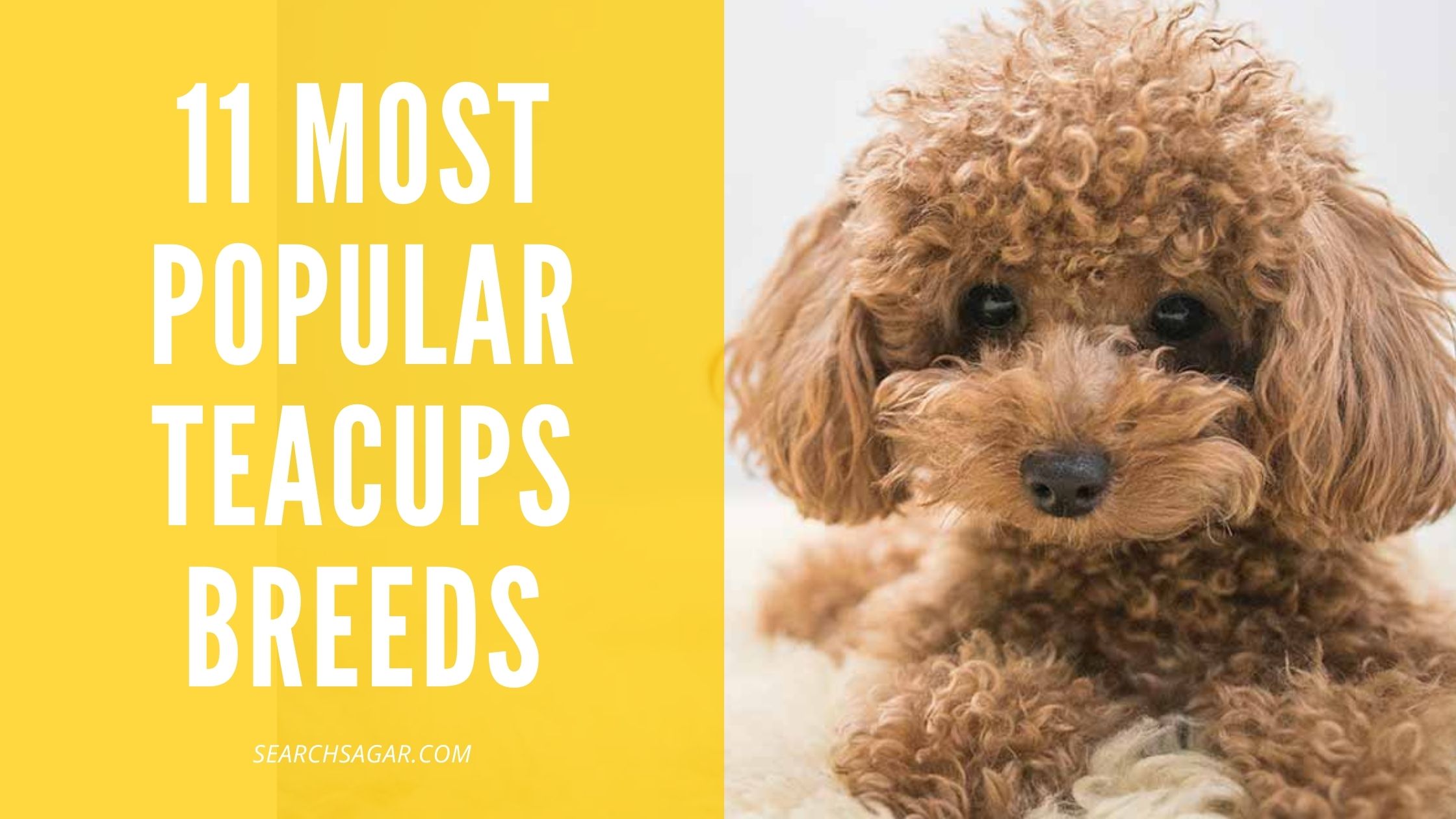 11 Most Popular Teacups Breeds