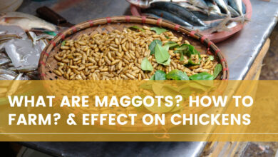 Photo of What Are Maggots? How To Farm? & Effect on Chickens