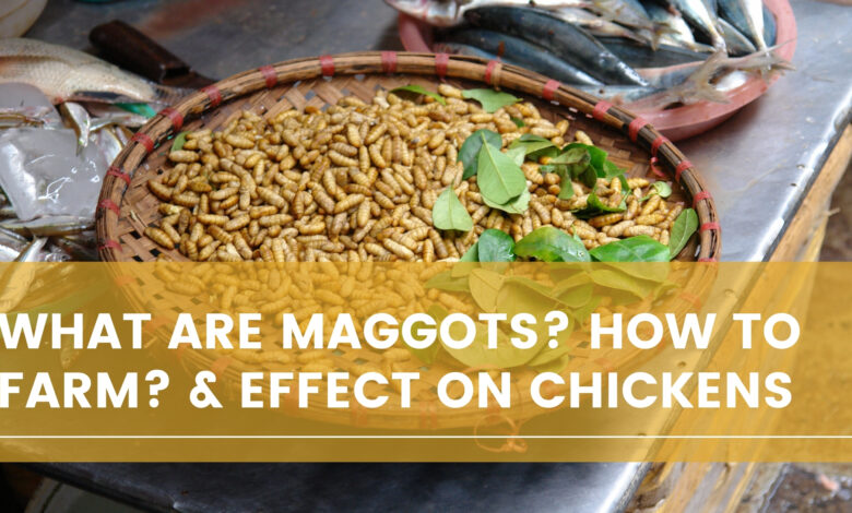 What Are Maggots? How To Farm? & Effect on Chickens