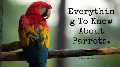 Photo of Everything To Know About Parrots, Lifespan, Food, Breeds, Care Tips Etc.